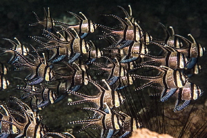 Banggai cardinalfish. by Mehmet Salih Bilal 